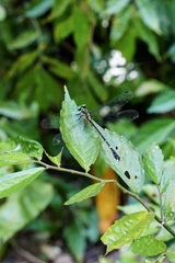 Leptogomphus sauteri formosanus