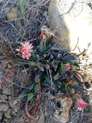 Acrodon bellidiflorus