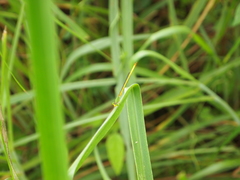Ceriagrion indochinense