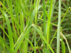 Ceriagrion indochinense