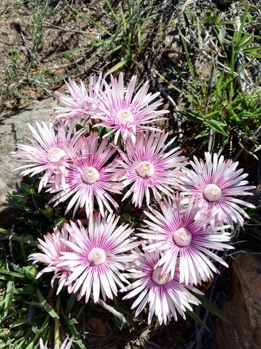 Mesembryanthemum bellidiflorum L. 6