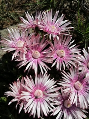 Acrodon bellidiflorus