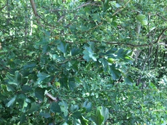 Crataegus monogyna