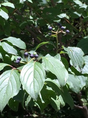 Cornus sanguinea