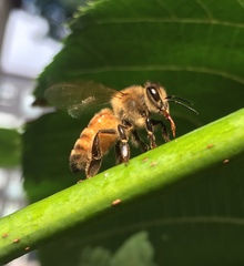 Apis mellifera