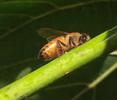 Apis mellifera