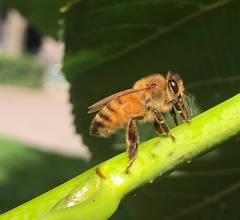 Apis mellifera