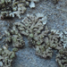 Mealy Cryptic Shade Lichen - Photo (c) Tomás Curtis, some rights reserved (CC BY-NC), uploaded by Tomás Curtis