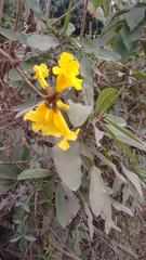 Handroanthus chrysotrichus