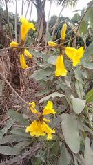 Handroanthus chrysotrichus
