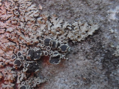 Phaeophyscia decolor