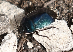 Canthophorus melanopterus