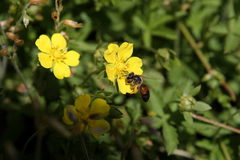 Andrena labiata