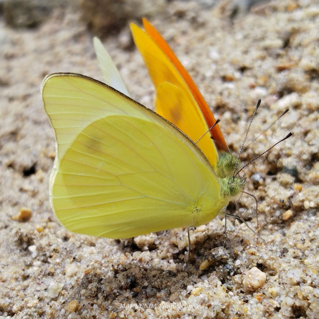 Ceylon Lesser Albatross (Appias paulina)