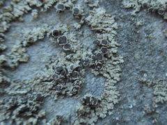 Phaeophyscia decolor