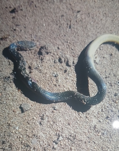 Floodplain Water Snake
