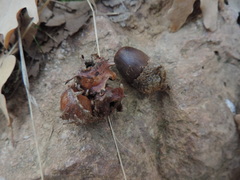 Andricus dentimitratus