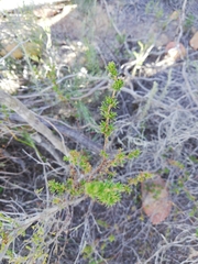 Cliffortia ramosissima