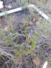 Cliffortia ramosissima