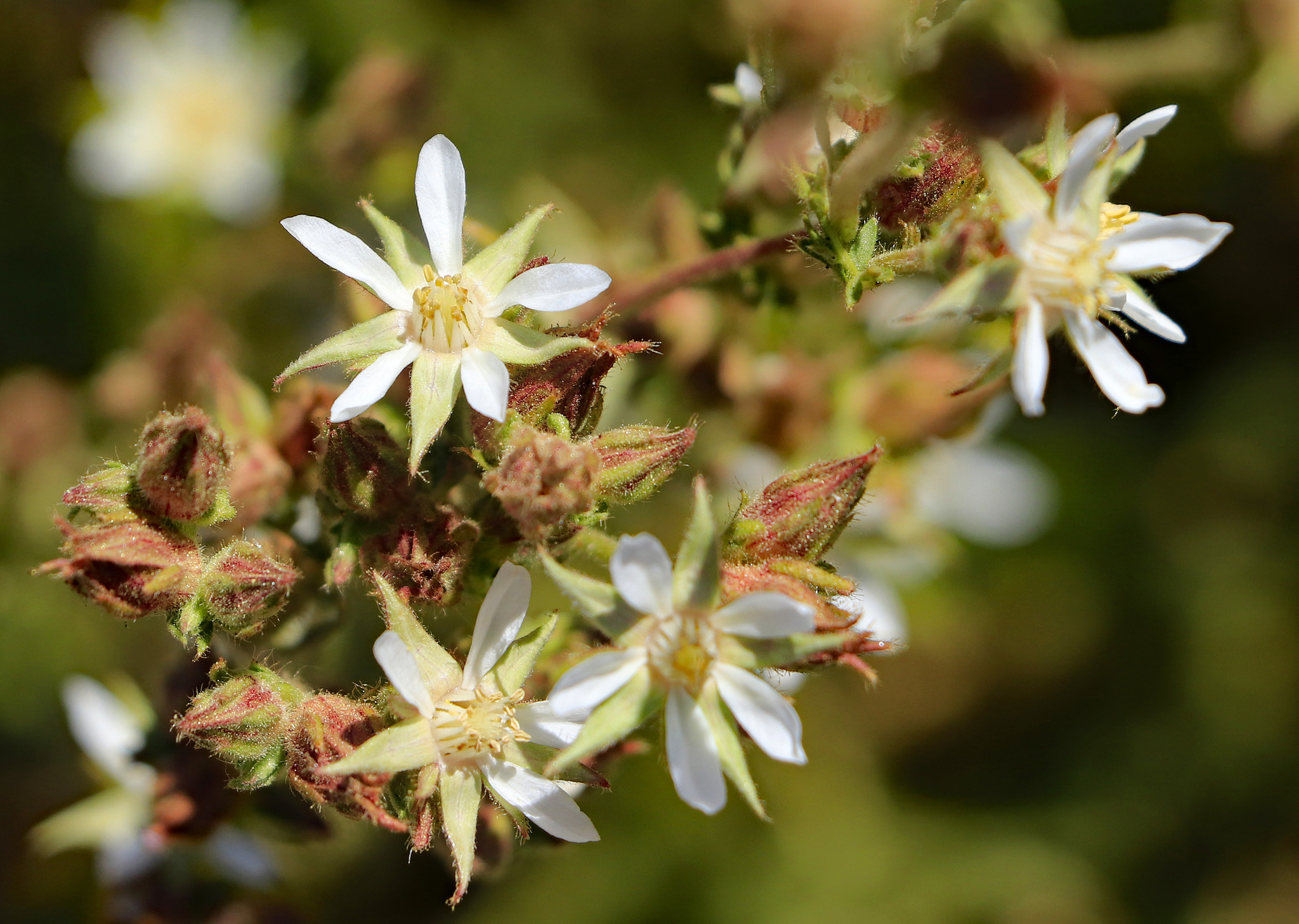 Horkeliella congdonis