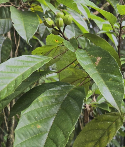 Guaçatonga
