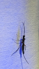 Poemeniinae