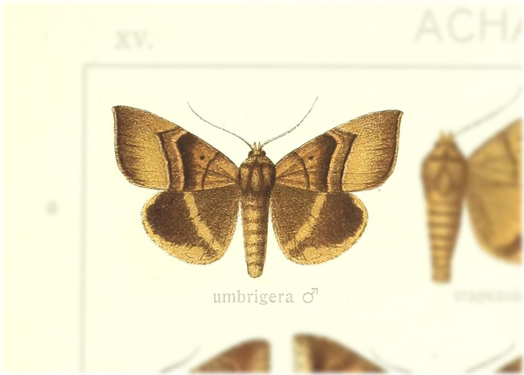 Achaea umbrigera