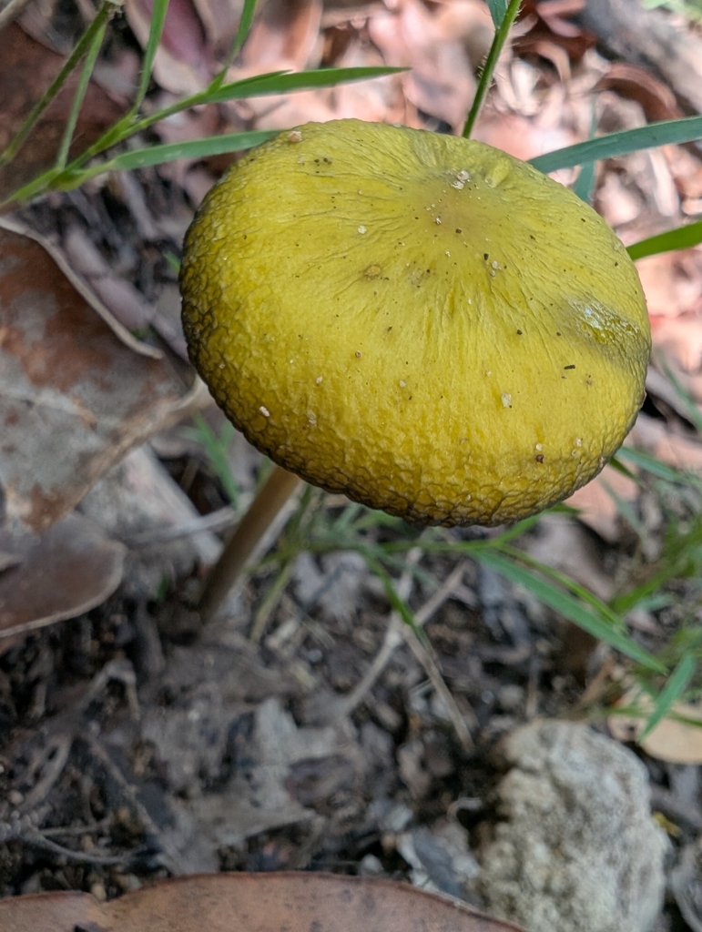Oudemansiella flavo-olivacea