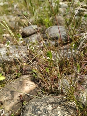 Euphrasia maximowiczii