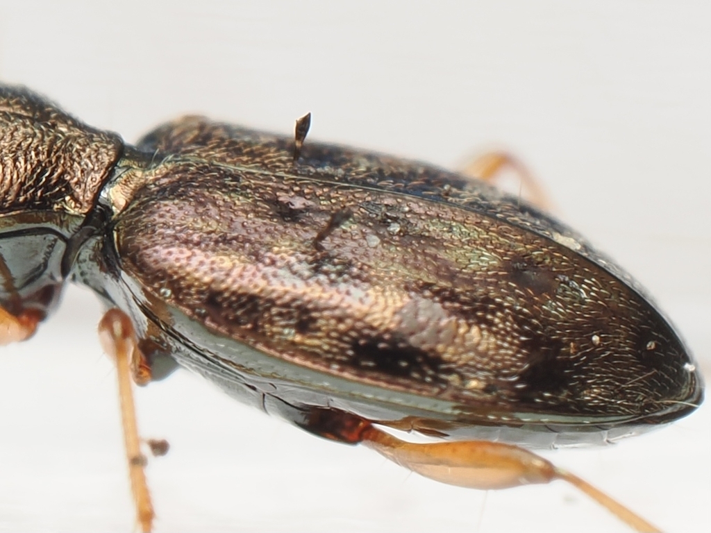 Laboulbenia thaxteri