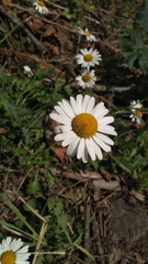 Leucanthemum vulgare
