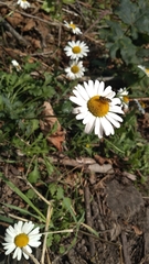 Leucanthemum vulgare