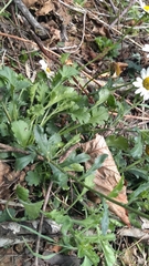Leucanthemum vulgare