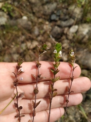 Euphrasia maximowiczii