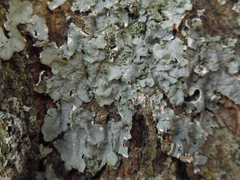 Punctelia missouriensis