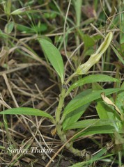 Ceropegia anjanerica