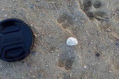 Euphractus sexcinctus