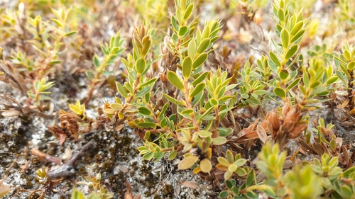 Styphelia nesophila observed 2025-02-22