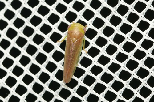 Austrocerus ipo, 2025-02-21