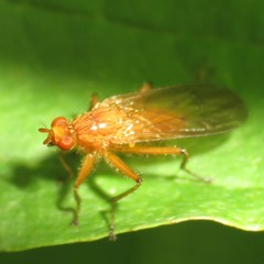 Scathophaga reses
