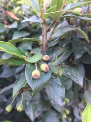 Cotoneaster lucidus