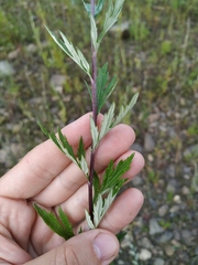 Artemisia mongolica