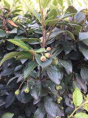 Cotoneaster lucidus
