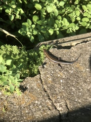 Plestiodon finitimus