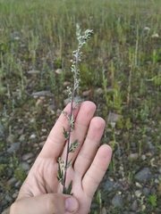 Artemisia mongolica