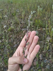 Artemisia mongolica
