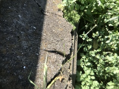 Plestiodon finitimus