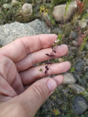 Euphrasia maximowiczii