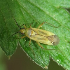 Plagiognathus longipennis