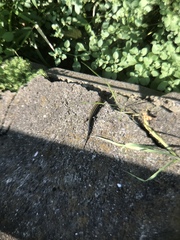 Plestiodon finitimus